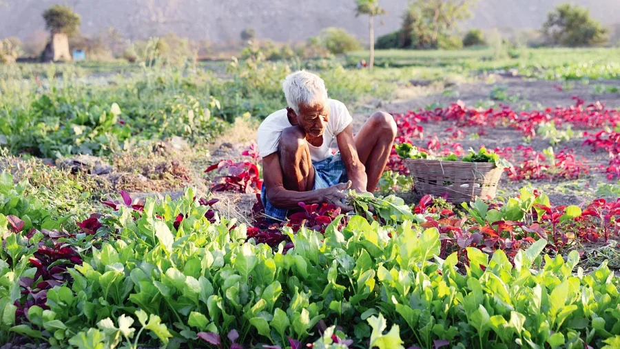 Switching to Organic Farming: Why Modi’s Call Faces a 7-Year Hurdle for Indian Farmers