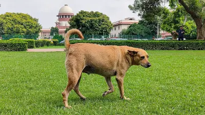 Right to life includes freedom from dog attacks, says SC; upholds order barring return of relocated strays