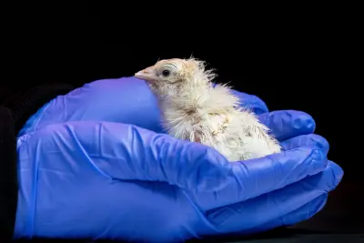 Jurassic Park isn’t just a movie anymore as de-extinction startup hatches live chicks