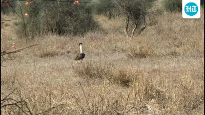 Rajasthan: 9 critically-endangered Great Indian Bustards spotted together in wild