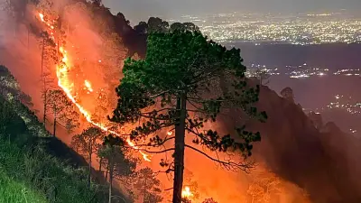 Army, IAF contain major forest fire in Himachal's Kasauli after 15-hour operation
