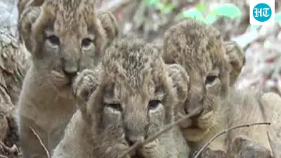 Eight lion cubs die in Gir in a week; Gujarat govt steps up preventive measures