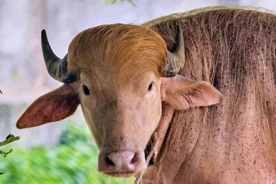 He’s got golden hair, weighs 1,500 pounds, and he’s a rare albino buffalo. Bangladesh is calling him ‘Donald Trump’