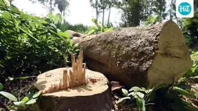 Delhi HC stays tree-felling exemption, raps forest dept for ‘contempt’