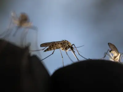 पूर्वी सिंहभूम में मलेरिया से 5 मौतें, पूरे जिले में मचा हड़कंप; स्वास्थ्य विभाग का अलर्ट