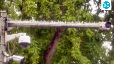 Police vs pigeons: Delhi's battle for clear cameras takes a spiky turn