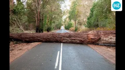 Trees Don’t Just Fall. They Are Failed by Cities.